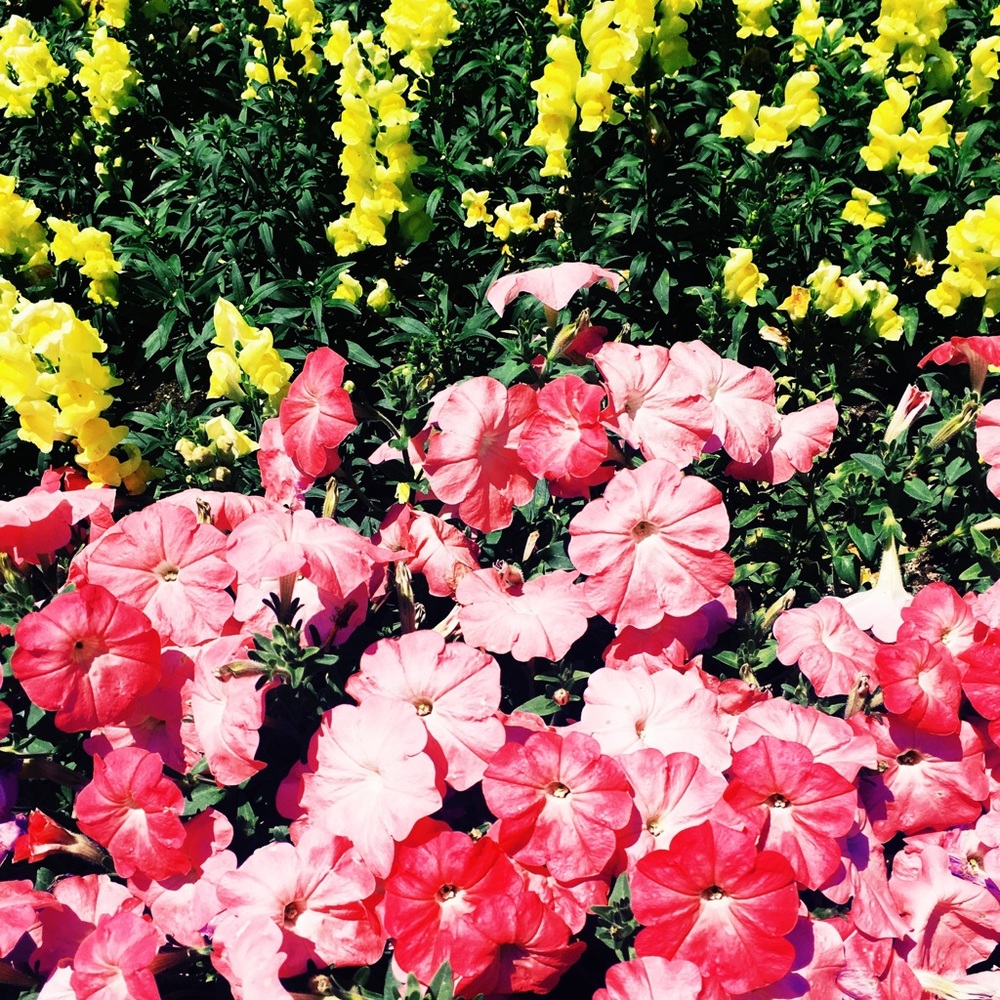 Meet your Posher, Maya